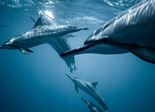 华体会中国官网:官方入口,连接你与每一场热爱的精彩